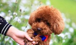 爆料泰迪是谁说的话啊视频,揭秘“爆料泰迪是谁”视频背后的真相与争议